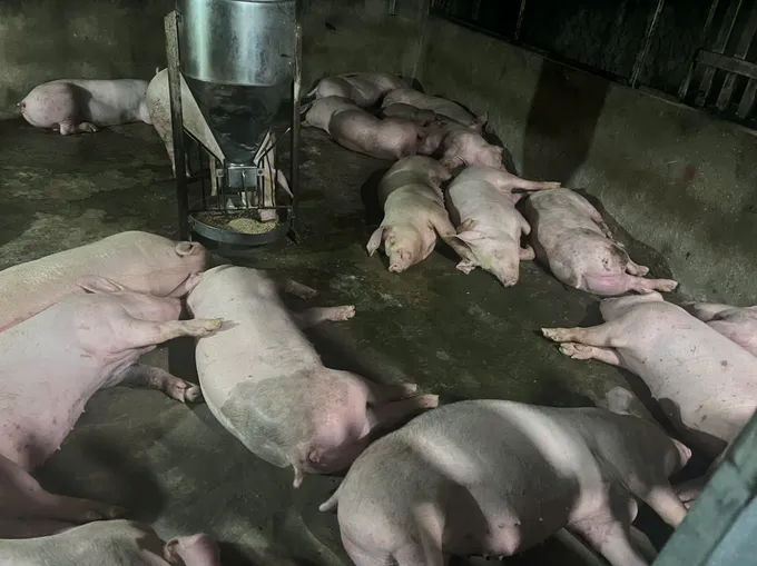 TPHCM: Tiêu hủy gần 50 tấn động vật không bảo đảm vệ sinh thú y